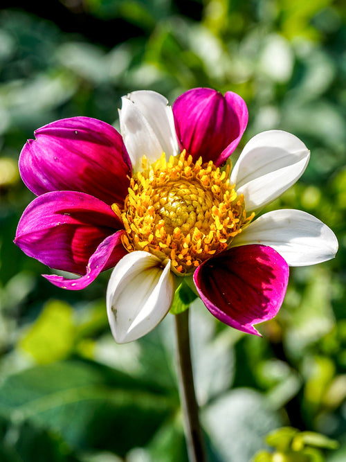 Single dahlia Twyning’s Smartie with pink and white striped petals