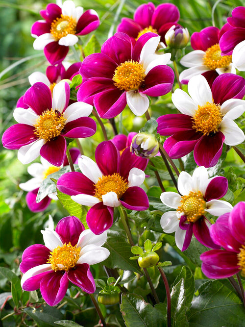 Single dahlia Twyning’s Smartie with pink and white striped petals