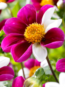 Dahlia Twyning's Smartie