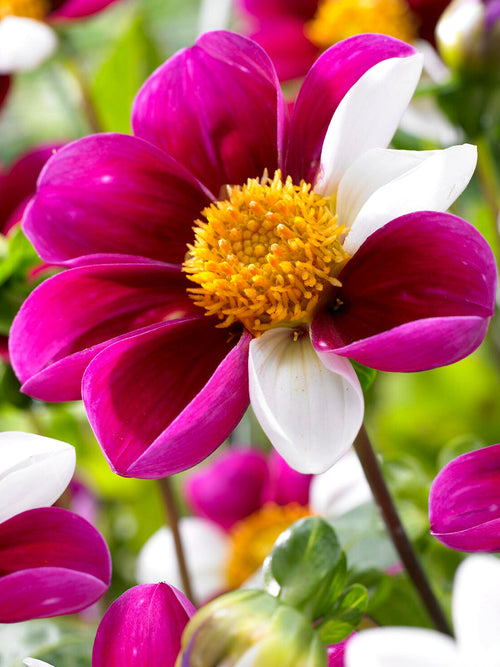 Colourful pollinator-friendly dahlia with open centre blooms