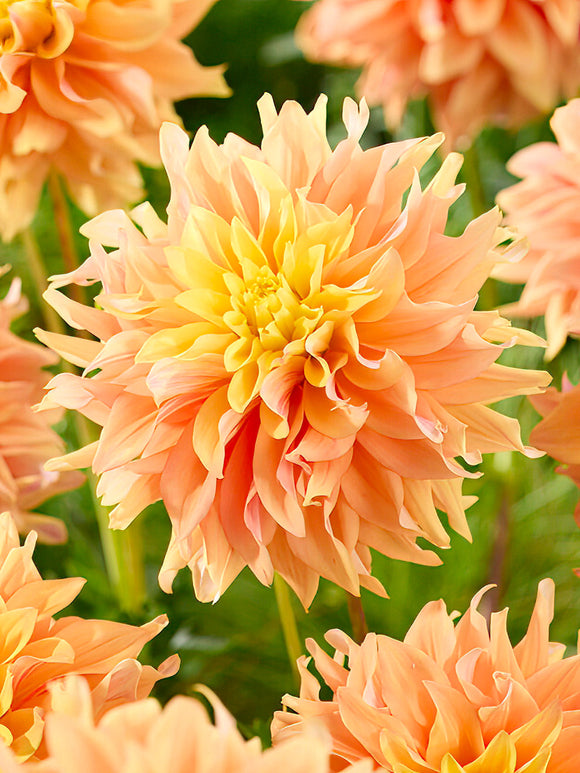 Dahlia Tyrell - UK delivery