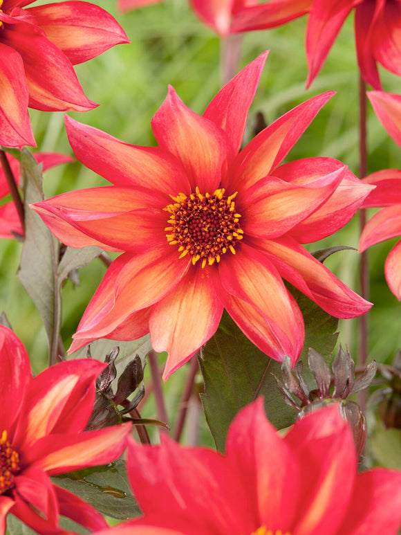 Close-up of open-centre dahlia flower with golden disc