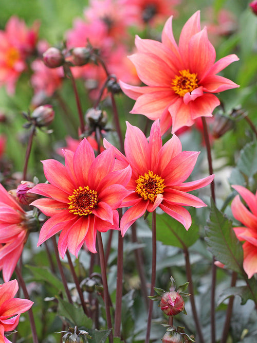 Sunset-toned single dahlia with dark bronze foliage