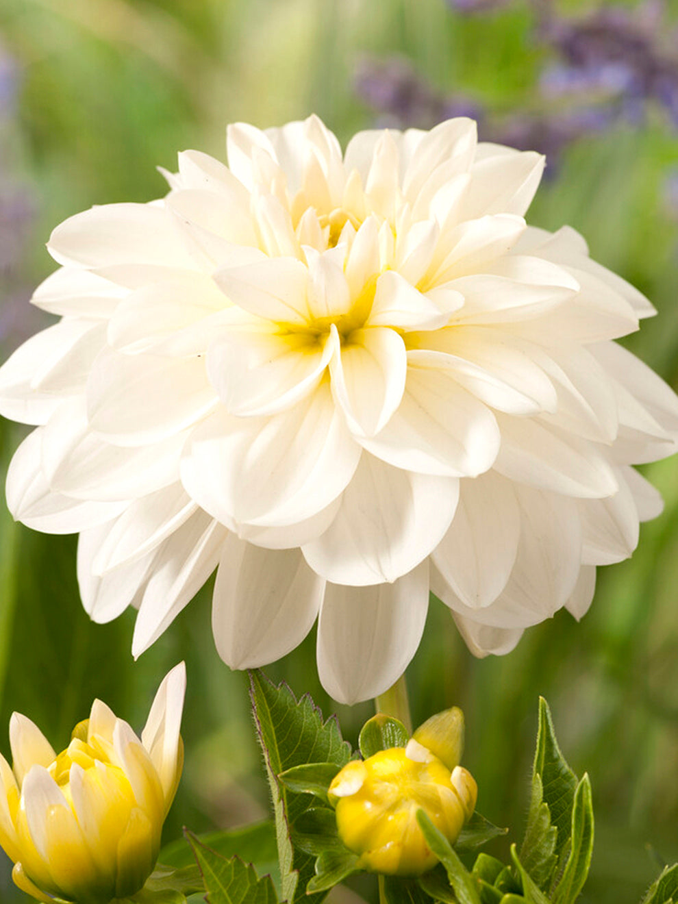 Dahlia ‘Onesta’ Tubers | DutchGrown™ UK
