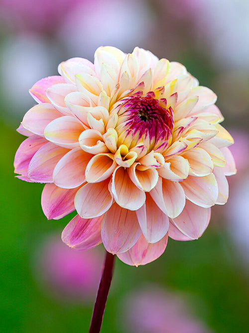 Dahlia Wine Eyed Jill tubers