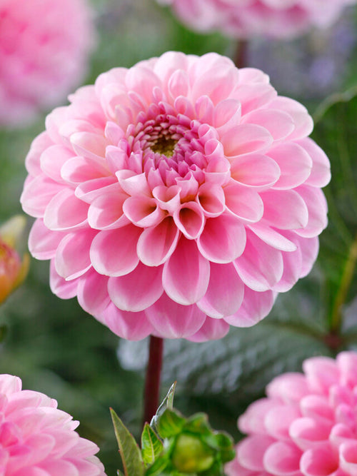 Dahlia 'Wizard of Oz' in summer border