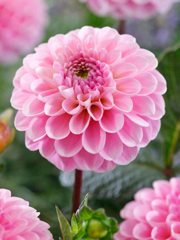 Dahlia 'Wizard of Oz' in summer border