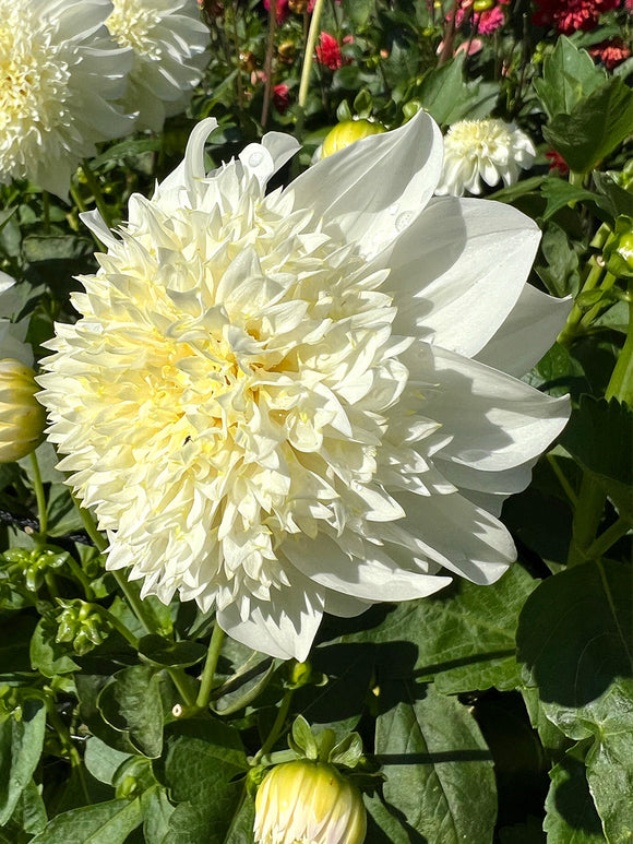 White anemone dahlia Zahra with creamy yellow centre