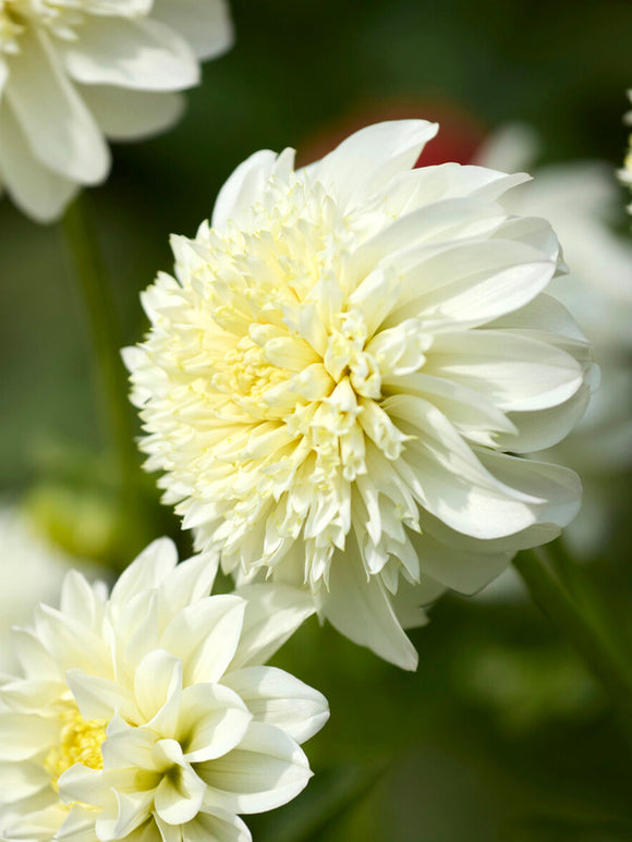 Elegant white anemone dahlia blooms in garden sunlight