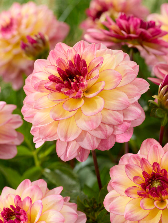Colour-changing decorative dahlia Zingaro with yellow and lilac petals