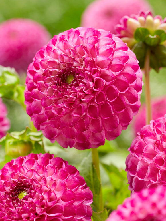 Pink pompon dahlia Zippity Do Da with round small blooms