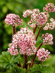 Darmera Peltata (Umbrella plant)