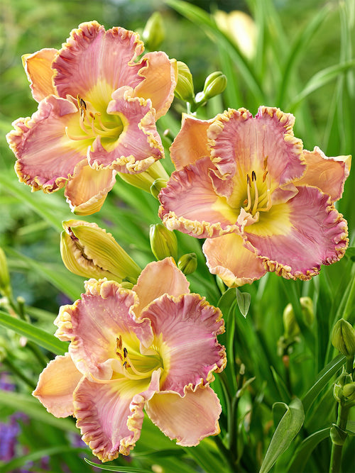 Daylily Lavender Tu Tu (Hemerocallis) bare roots for spring planting