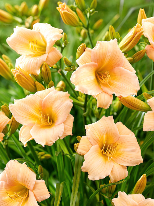 Daylily Mini Pearl (Hemerocallis)