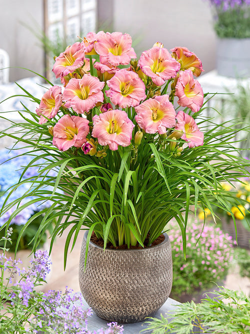 Daylily Soft Secrets (Hemerocallis)