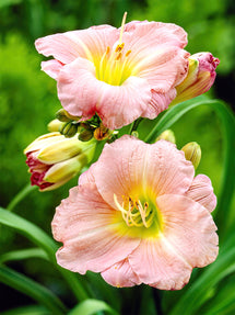 Daylily Soft Secrets (Hemerocallis)