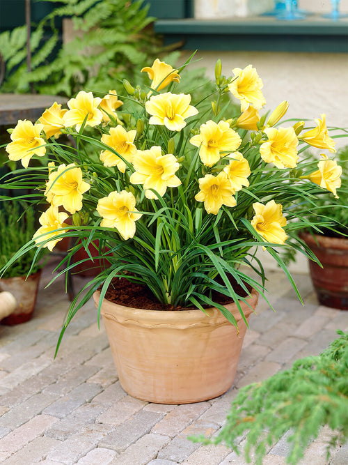 Daylily Stella d'Oro (Hemerocallis) bare roots