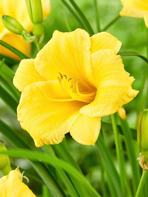 Daylily Stella d'Oro (Hemerocallis)