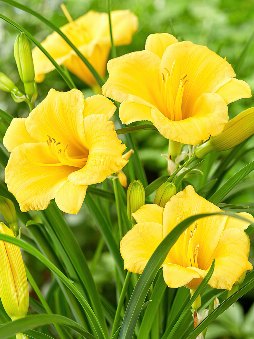 Lilly Roots Daylily 'Stella d'Oro' (Hemerocallis) Daylily Roots | DutchGrown™ UK