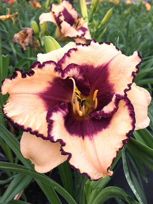 Daylily Tropical Surprise (Hemerocallis) bare roots