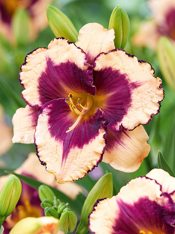 Daylily Tropical Surprise (Hemerocallis)