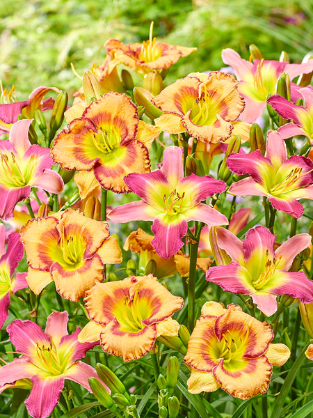 Daylily 'Fruity Kiss' Mix (Hemerocallis) Daylily Roots