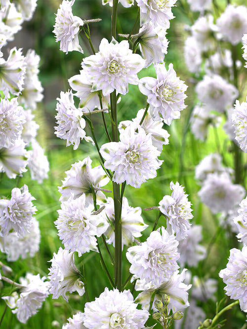 Delphinium Highlander Cha Cha - bare root Larkspur for UK Shipping