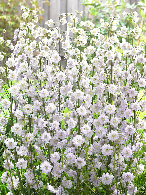 Buy Larkspur Delphinium Highlander Cha Cha 