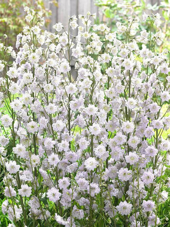 Buy Larkspur Delphinium Highlander Cha Cha 