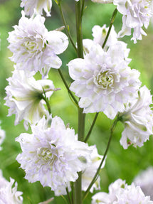 Delphinium Highlander Cha Cha