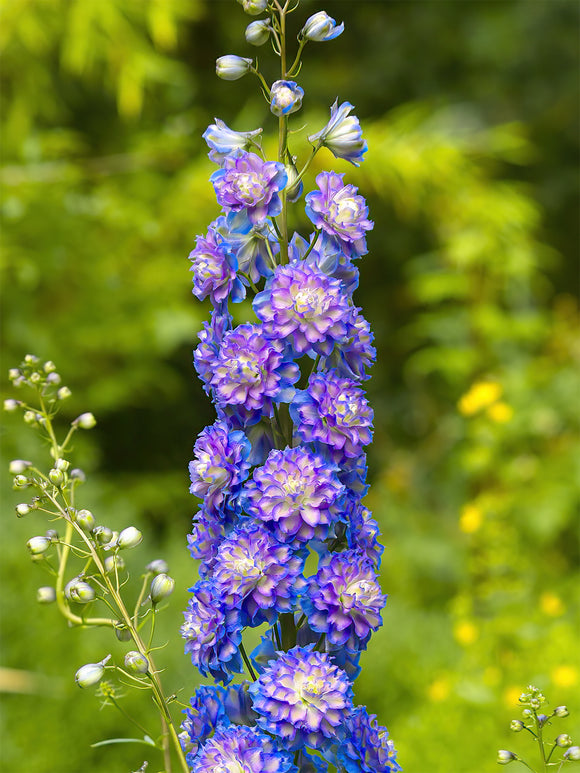 Buy Larkspur bare roots for spring shipping - Delphinium Highlander Bolero