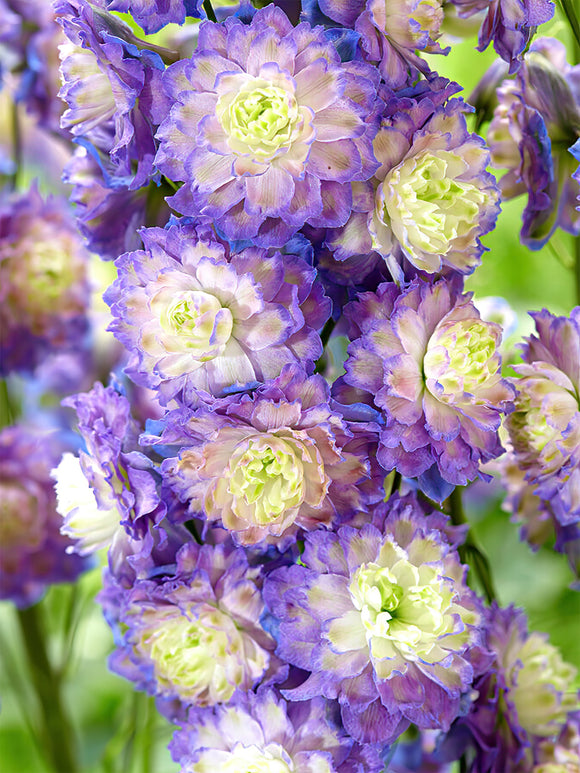 Delphinium Highlander Bolero (Larkspur)