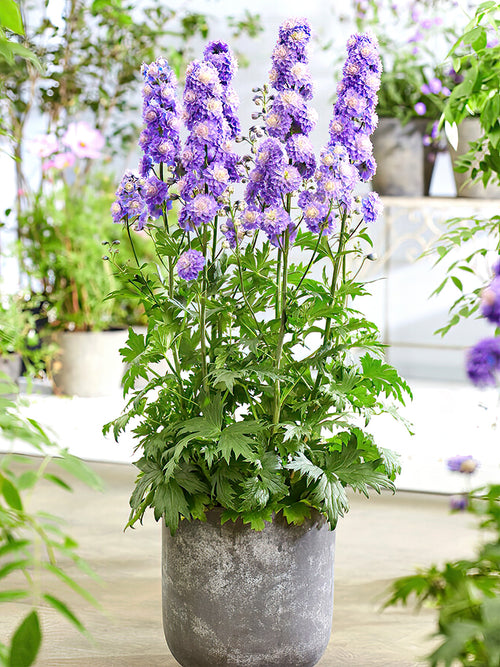 Delphinium Highlander Bolero