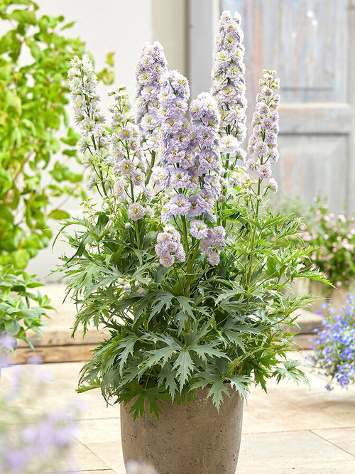 Delphinium Highlander Rainbow Sensation in pots and containers