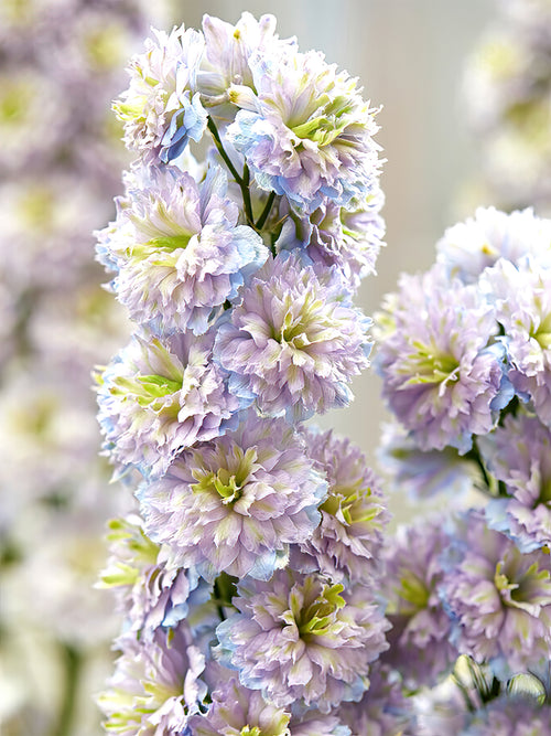 Delphinium Highlander Rainbow Sensation