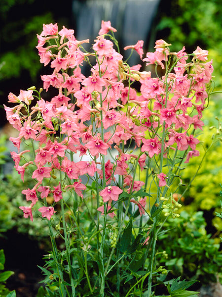 Delphinium 'Pink Sensation' - Plants | DutchGrown™ UK