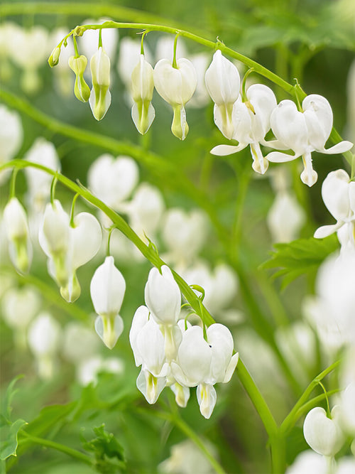 Buy top sized Dicentra Spectabilis Alba roots from Holland