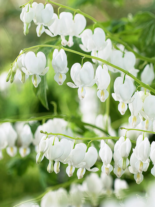 Buy top sized Dicentra Spectabilis Alba roots from Holland