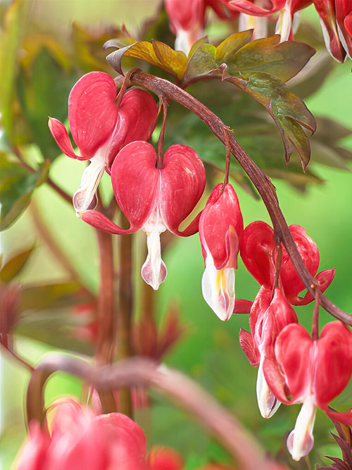 Dicentra Hordival (Valentine) - Top Sized Roots
