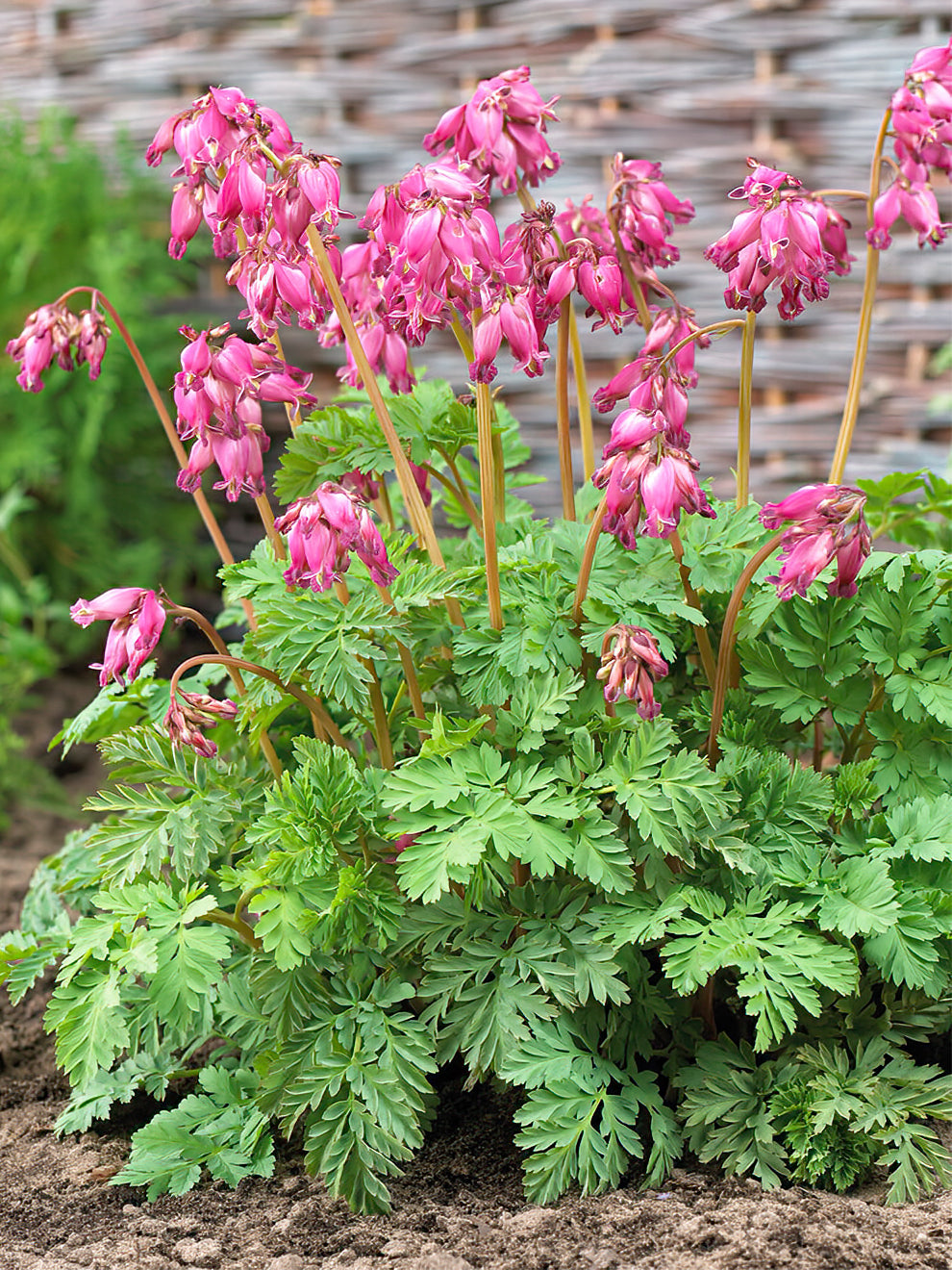 Dicentra 'Luxuriant' Dicentra Roots DutchGrown™ UK