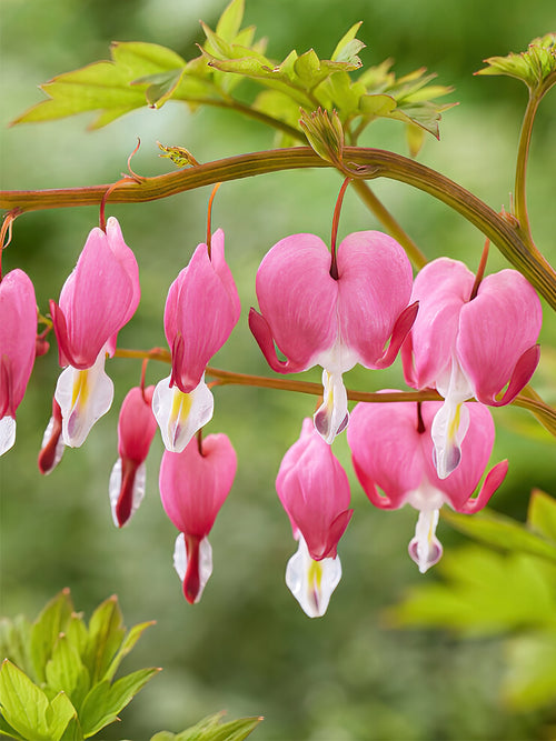 Buy Top Sized Dicentra Spectabilis Roots from Holland