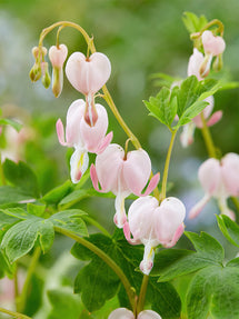 Dicentra Cupid