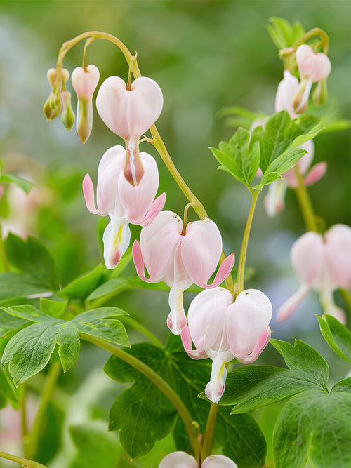 Buy Top Size Dicentra 'Cupid' from Holland