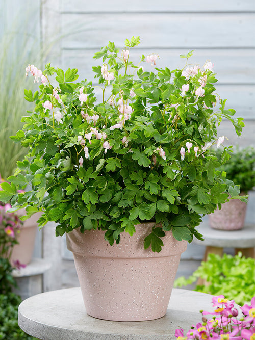 Buy Top Size Dicentra 'Cupid' from Holland