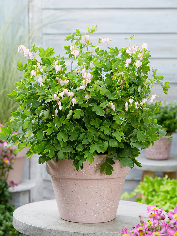 Buy Top Size Dicentra 'Cupid' from Holland