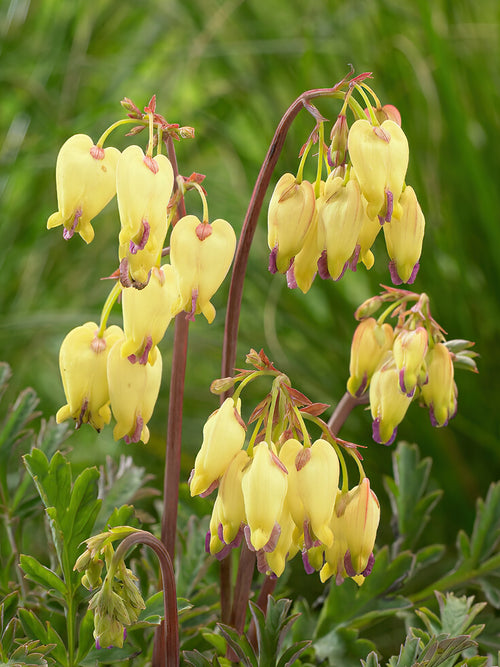 Buy Top Size Dicentra 'Sulphur Hearts' from Holland