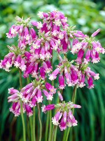 Dichelostemma Pink Surprise (Firecracker Flower)