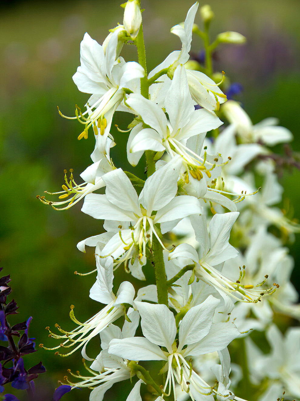 Dictamnus Albus Albiflorus (Burning Bush) | DutchGrown™ UK