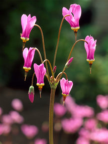 Shooting Star Queen Victoria (Dodecatheon)