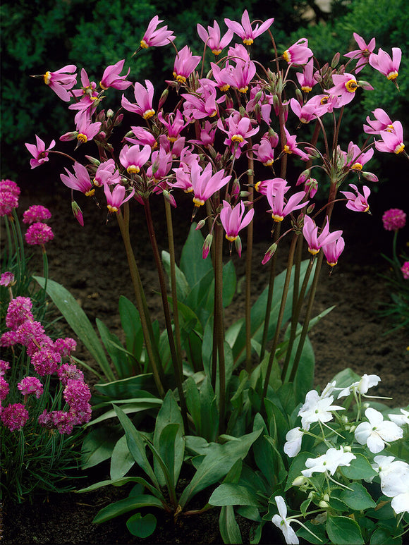 Shooting Star Queen Victoria (Dodecatheon) bare roots 